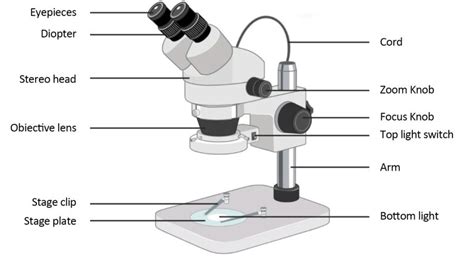 disadvantages of dissecting microscope.